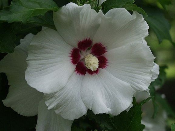 RoseOfSharon by deck