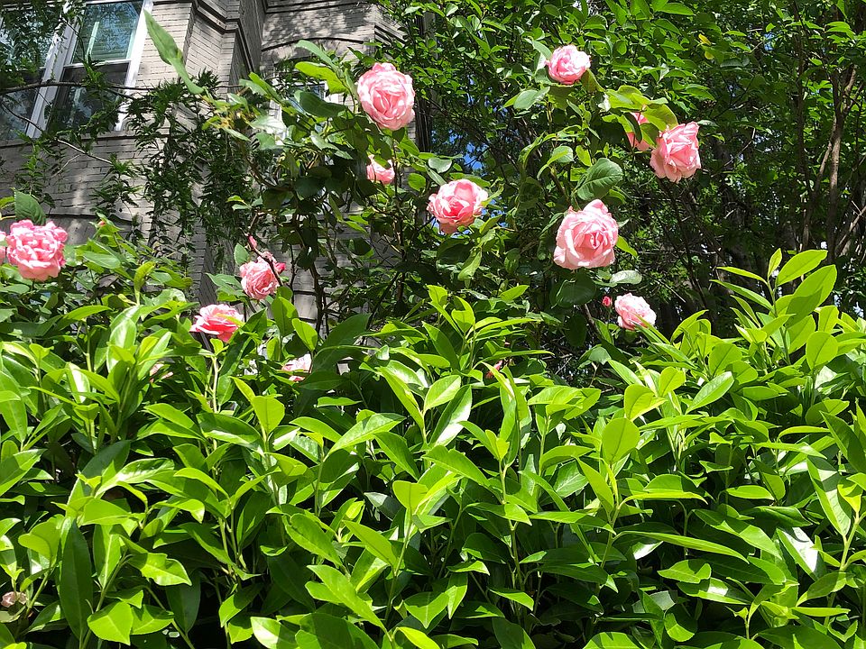 Terrace hedged by laurels and roses