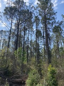  NW 120th St, Chiefland, FL, 32626