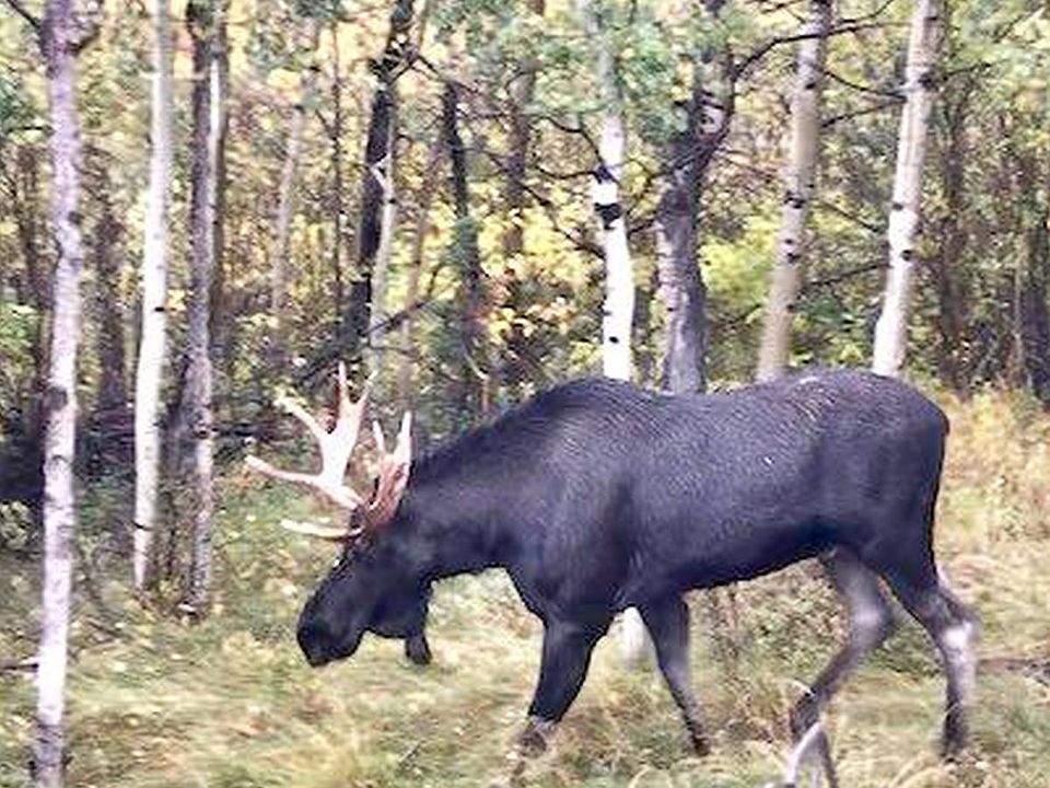 200 Navajo Rd, Red Feather Lakes, CO 80545 Zillow