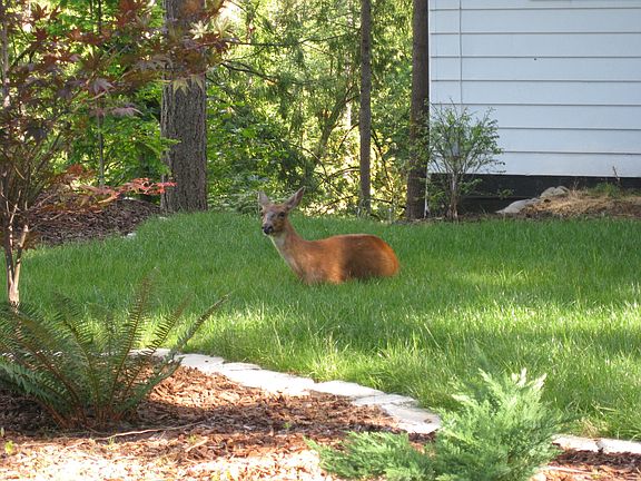One of the locals taking a rest