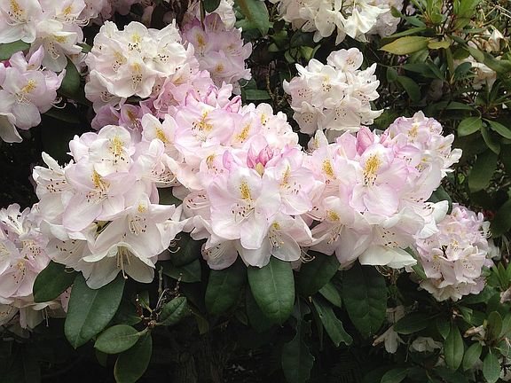 Rhododendrons up front...