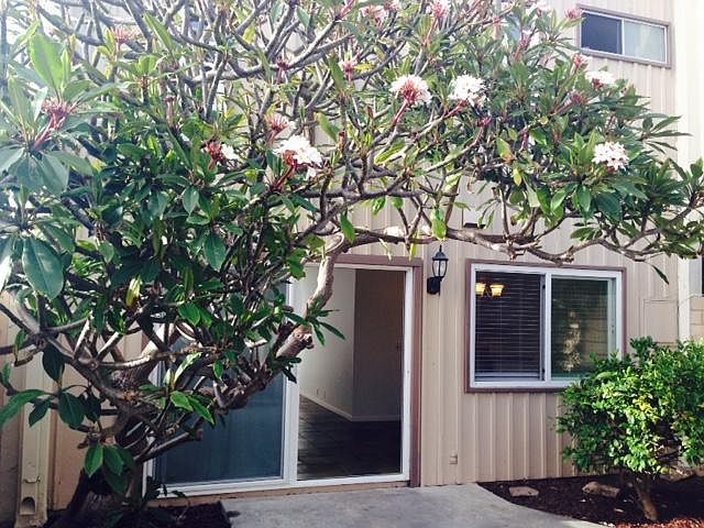 Well taken care of Plumeria Tree and Producing Lemon Tree right outside your patio door and kitchen window.