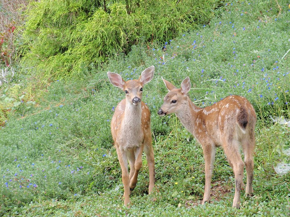 Wildlife in Backyard