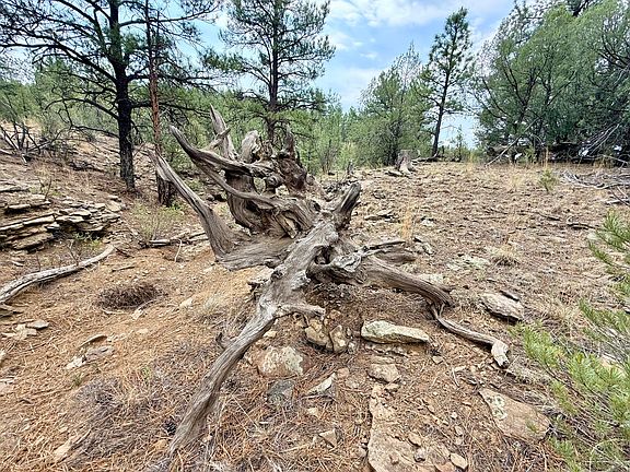 2nd image of Pine Ln #47 & 54