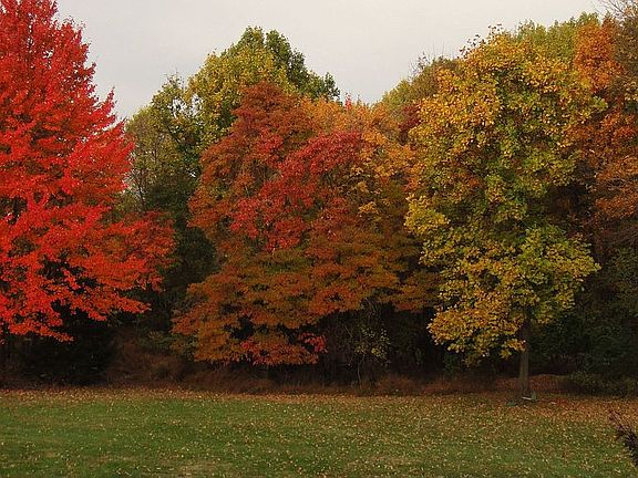 Fall view of backyard