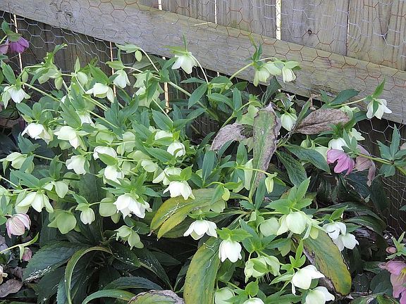 Late winter bloomers