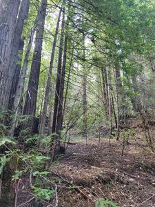 0 Lot Group 2 Tyrone Road, Camp Meeker, CA, 95419