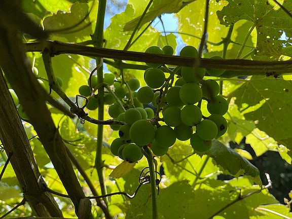 Fruitful grapevines
