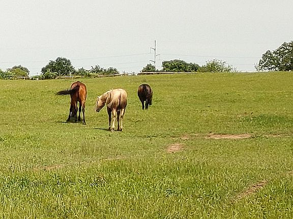 Pasture behind barn
