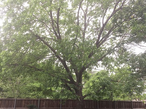 Pecan Tree