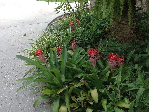 More Bromelias