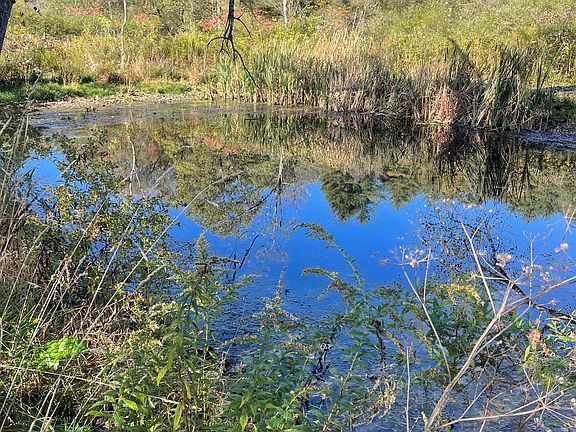 Pond