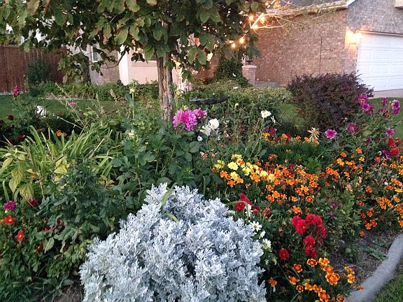 Lovely yard