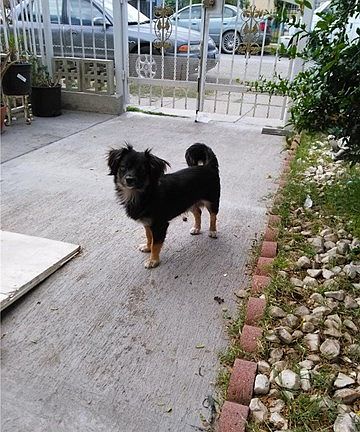 BEWARE OF DOGS (2).  THERE IS A ROTHWILLER!! WATCH OUT!!