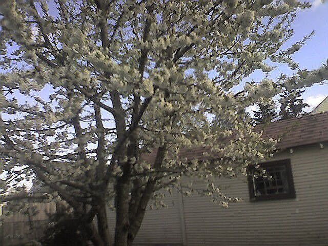 Bing cherries in bloom in back