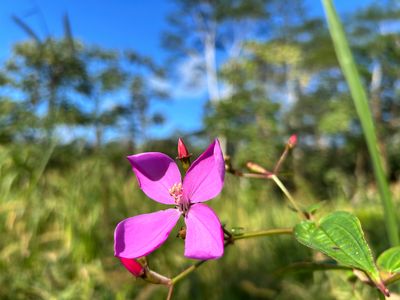 Kahoolawe Rd Lot 687, Pahoa, HI, 96778