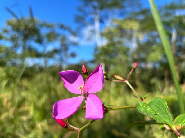 Kahoolawe Rd Lot 687, Pahoa, HI 96778