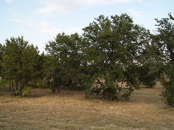 Beautifu nature trees