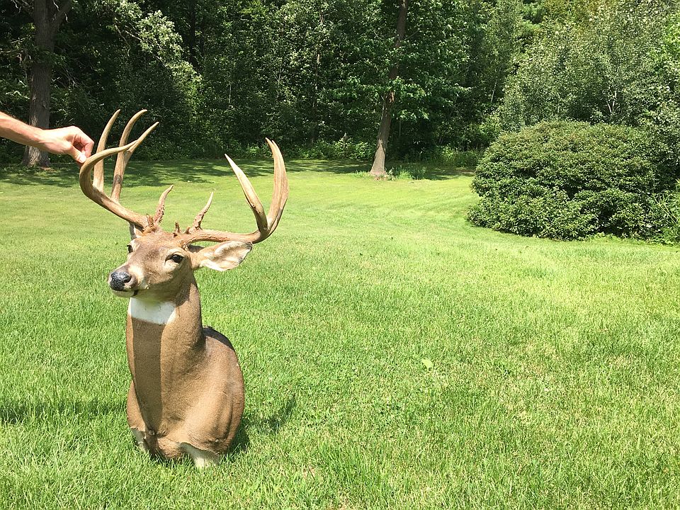 Bow hunting in the woods!