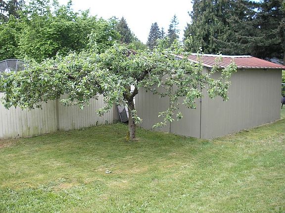 Backyard/Shed