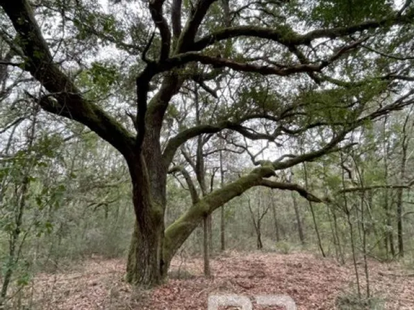 9847 S County Road 99 Lot 5, Lillian, AL 36549