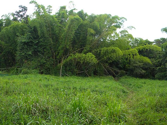 Build your dream home