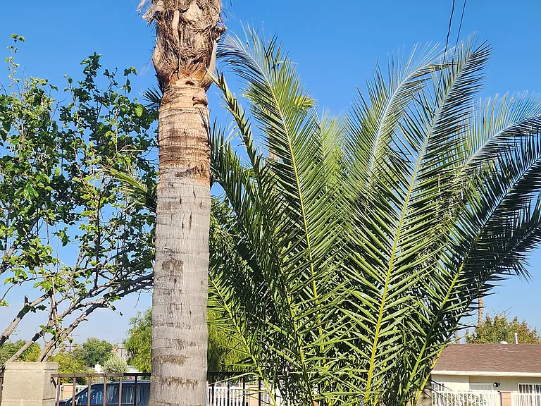 Front yard