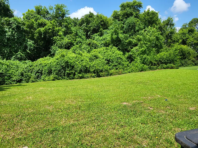 Back yard