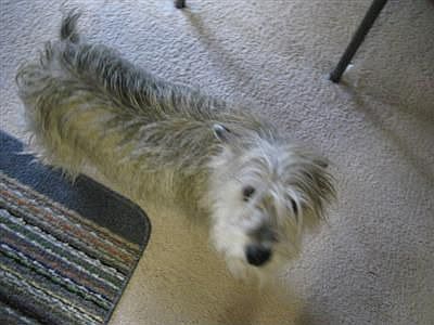 Bark! Bark! Yap! Yap! I'm living here too and lovin' every minute of it!
