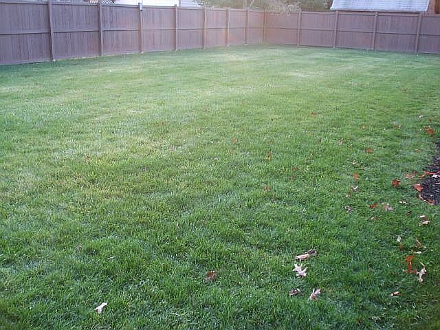 Large back yard with 6ft privacy fence
