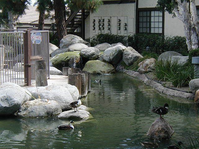 Pristine Ponds throughout