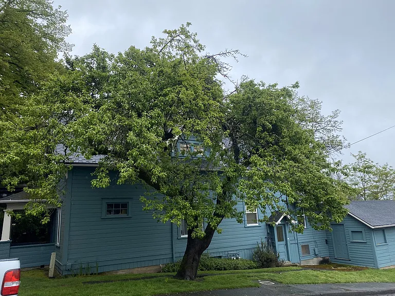 6646 SW Capitol Hwy #1 — Photo 18
