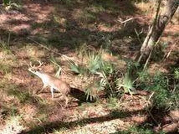 Palmetto Rd, Magnolia, TX 77354