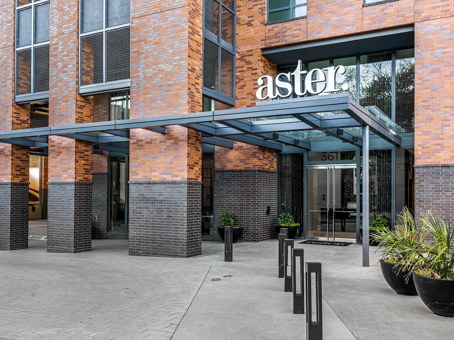Aster — Photo 2