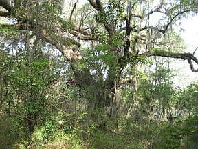2nd image of 8374 Shell House Rd