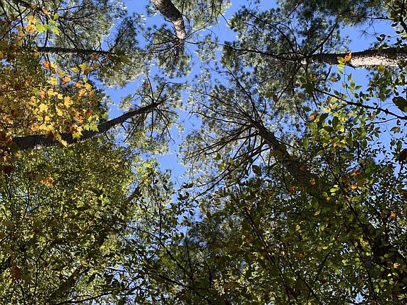 Towering pines