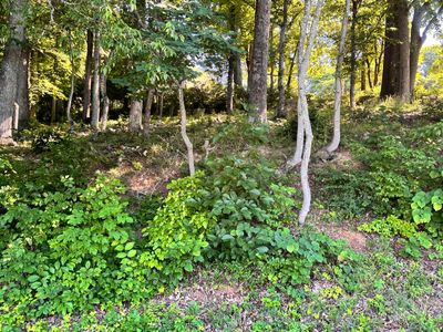 0 Leconte St, Morristown, TN, 37814