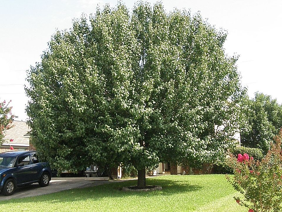 1st image of 4946 Falcon Forest Dr