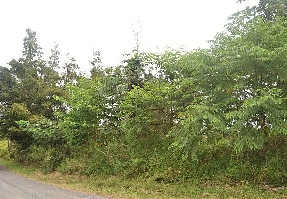 4th image of 15th Ave Lot 910