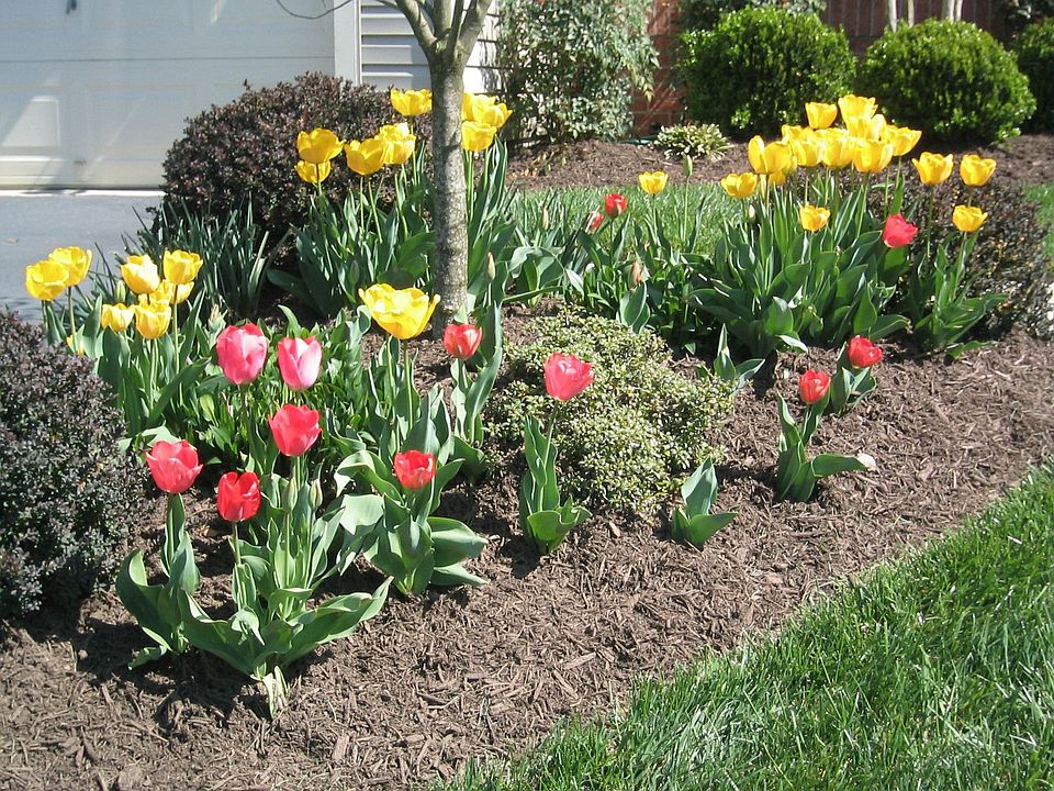 In full bloom