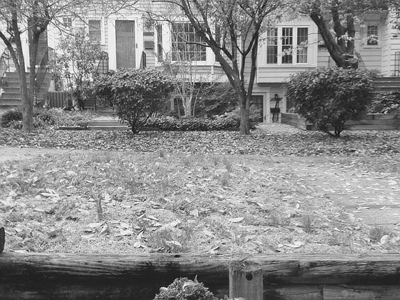 Front yard