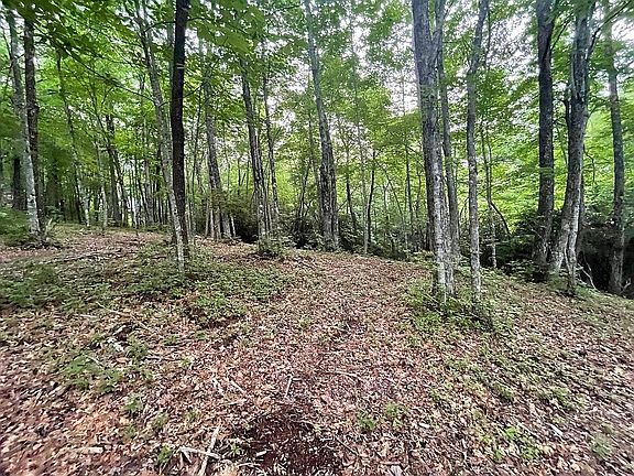 4th image of 213 Laurel Valley Ln