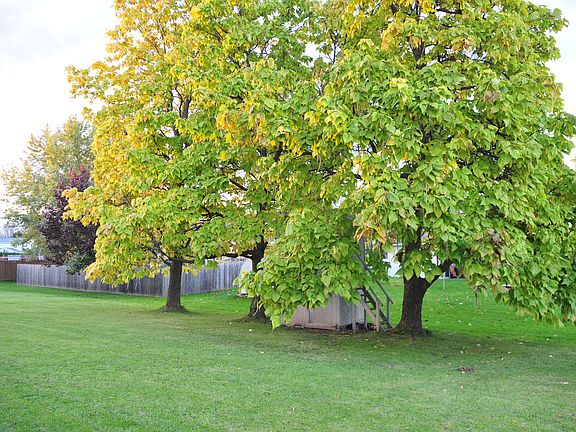 Catalpa Trees w/fort/shed