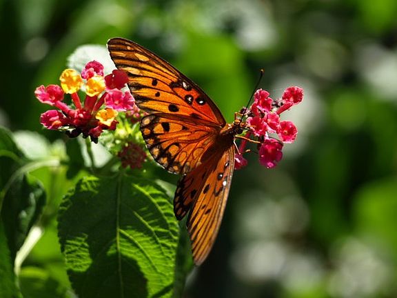 Flowers and butterfly 