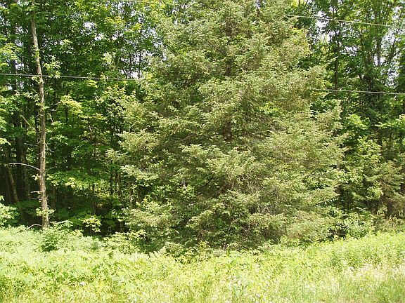 4th image of On Morse Road