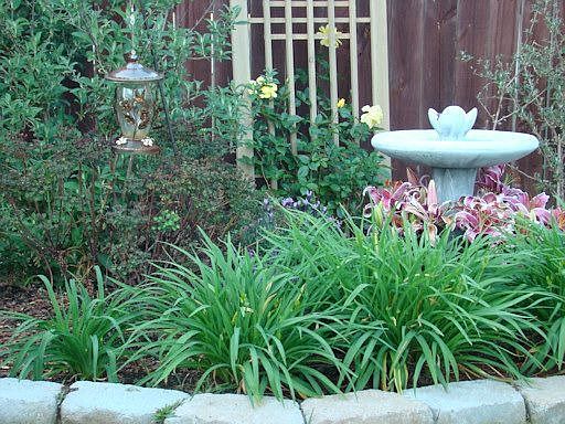 Butterfly garden