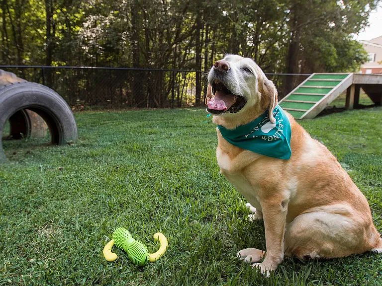 Slate Luxury Apartments is a pet-friendly community featuring an off-leash dog park for your beloved furry family members.