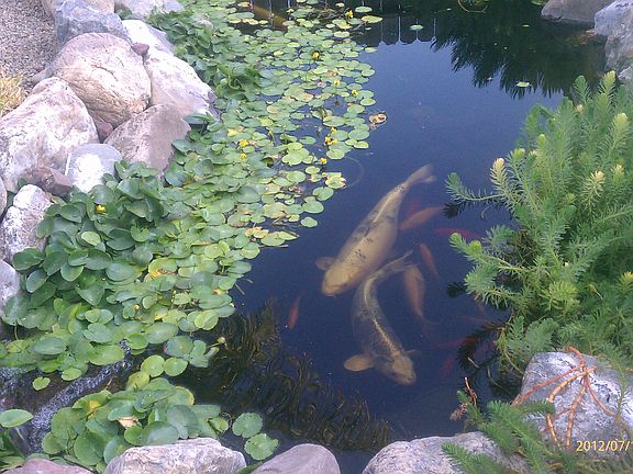 some koi & turtles not inc.