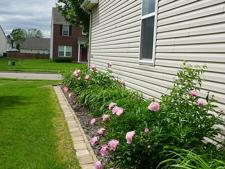 South side perennial peonies